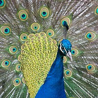 Buy canvas prints of The Mesmerizing Peacock Display by Stuart Jack