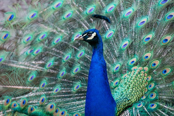 Strutting Peacock Display Picture Board by Stuart Jack