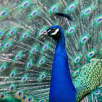 Buy canvas prints of Strutting Peacock Display by Stuart Jack