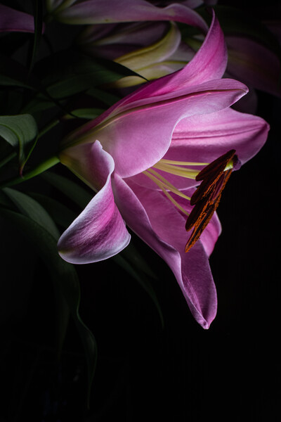 Pink Lilly in Morning Dew Picture Board by Stuart Jack