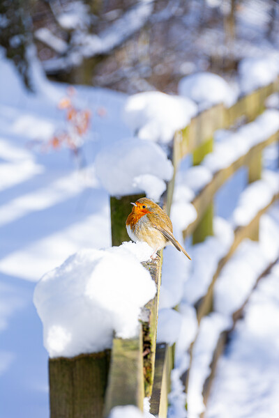 Cheeky Red Robin Resting on Snowy Fence Picture Board by Stuart Jack