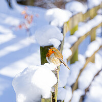 Buy canvas prints of Cheeky Red Robin Resting on Snowy Fence by Stuart Jack