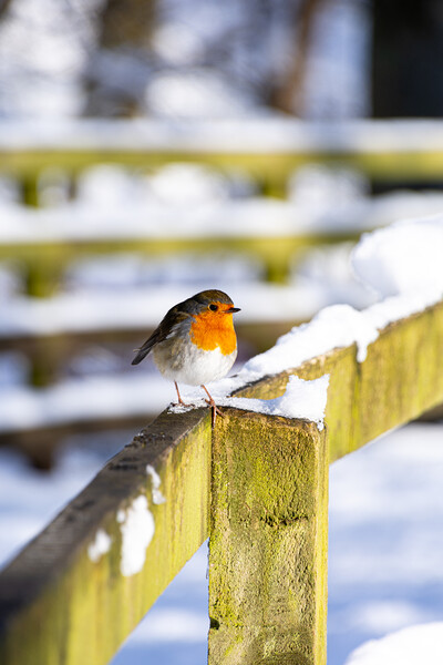 Cheeky Red Robin in Winter Wonderland Picture Board by Stuart Jack