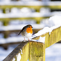 Buy canvas prints of Cheeky Red Robin in Winter Wonderland by Stuart Jack