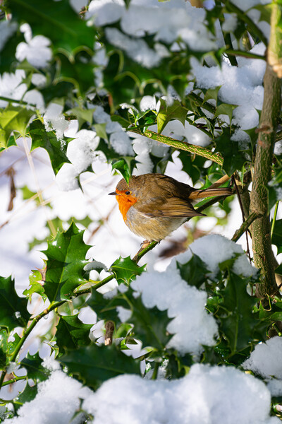 Playful Robin in Winter Wonderland Picture Board by Stuart Jack