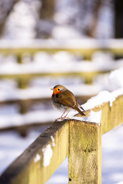 Winter's Red Perched Bird Picture Board by Stuart Jack