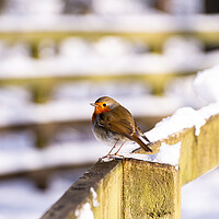 Buy canvas prints of Winter's Red Perched Bird by Stuart Jack