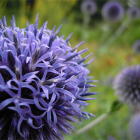Buy canvas prints of globe thistles by Heather Newton