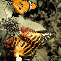 Buy canvas prints of three  butterflies by Heather Newton