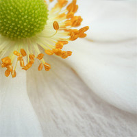 Buy canvas prints of japanese anemone by Heather Newton