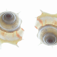 Buy canvas prints of spiral seashells 2 by Heather Newton