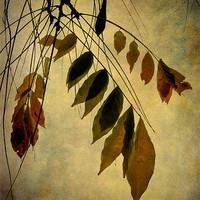 Buy canvas prints of autumn palette by Heather Newton