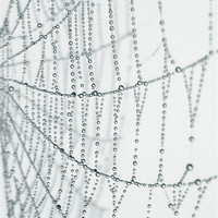 Buy canvas prints of the web by Heather Newton