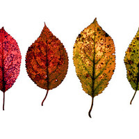 Buy canvas prints of rainbow leaves by Heather Newton