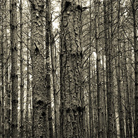 Buy canvas prints of wood and trees by Heather Newton
