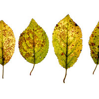 Buy canvas prints of dancing leaves by Heather Newton
