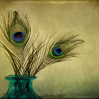 Buy canvas prints of peacock feathers and vase by Heather Newton