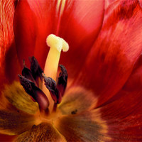 Buy canvas prints of crimson tulip by Heather Newton
