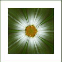 Buy canvas prints of daisy zoom by Heather Newton