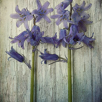 Buy canvas prints of bluebells by Heather Newton