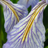 Buy canvas prints of iris petals by Heather Newton