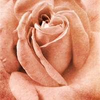 Buy canvas prints of antique pink rose by Heather Newton