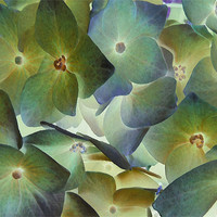 Buy canvas prints of hydrangea dreams by Heather Newton