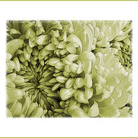 Buy canvas prints of vintage chrysanthemums by Heather Newton