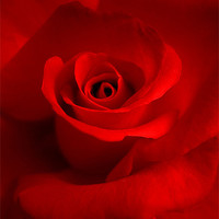 Buy canvas prints of red red rose by Heather Newton