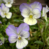 Buy canvas prints of miniature pansies by Heather Newton