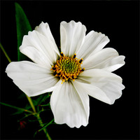 Buy canvas prints of white cosmos by Heather Newton