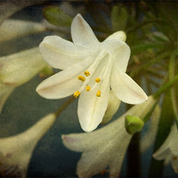 Buy canvas prints of little white flower by Heather Newton