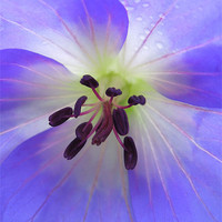 Buy canvas prints of painted geranium by Heather Newton