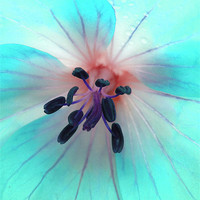 Buy canvas prints of painted geranium (ice blue) by Heather Newton