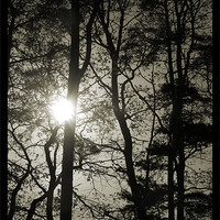 Buy canvas prints of winter sun by Heather Newton