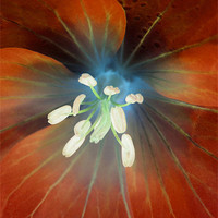 Buy canvas prints of alien geranium (amber tones) by Heather Newton