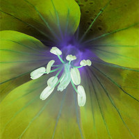 Buy canvas prints of alien geranium (lime tones) by Heather Newton