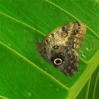 Buy canvas prints of owl butterfly by Heather Newton