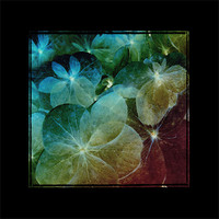 Buy canvas prints of hydrangea rainbow by Heather Newton