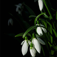 Buy canvas prints of snowdrops by Heather Newton