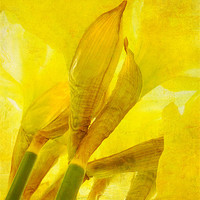 Buy canvas prints of daffodils by Heather Newton