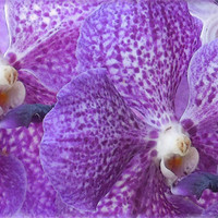 Buy canvas prints of painted purple orchids by Heather Newton