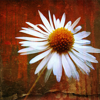 Buy canvas prints of grungy daisy by Heather Newton