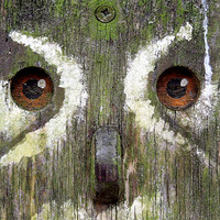 Buy canvas prints of wooden owl by Heather Newton