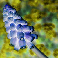 Buy canvas prints of grape hyacinth inversion by Heather Newton