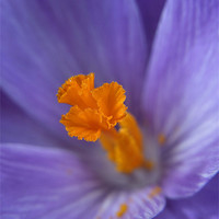 Buy canvas prints of spring crocus by Heather Newton