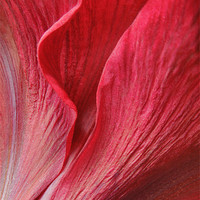Buy canvas prints of amaryllis by Heather Newton