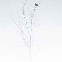 Buy canvas prints of solitary songbird by Heather Newton