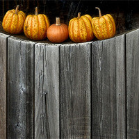 Buy canvas prints of 5 little pumpkins by Heather Newton