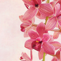 Buy canvas prints of pink orchids 2 by Heather Newton